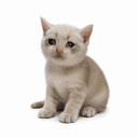 CASHCAT