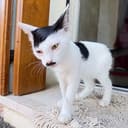 STACHE