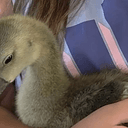 goosey