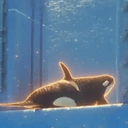 Tilikum