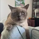 Winston