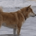 Doge