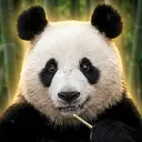 XinXin