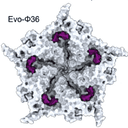 Evo-Φ36
