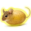 Motato