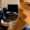 dogter