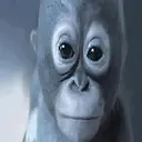 Budi