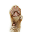 PAW