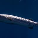 BARRACUDA