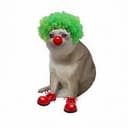 CLOWNCAT