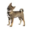 Shikoku