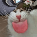 derp
