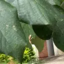 RB