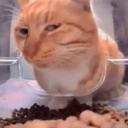 suscat