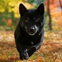 DOGS