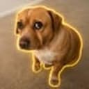 Cashew
