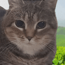 ucat