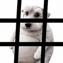 #dog