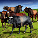 dBULLS