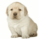 Perrito