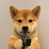 Dogwifgun