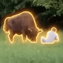 Bison