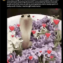 $FLOWER