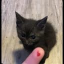 PunchCat