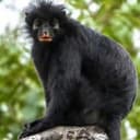 Colobus