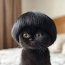 catblacki