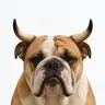 bulldog