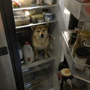 FRIDGEDOG
