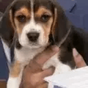Beaglegate