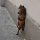 horsy