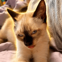 freakycat