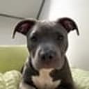 Bully
