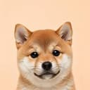 Inu