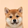 Inu