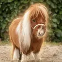Pumuckel