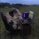 cow