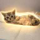 rizzcat