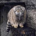Timofey
