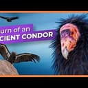 CONDOR