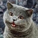 LOLCAT