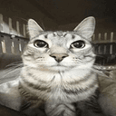 maykitty