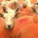 OrangeSheep