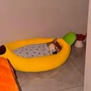 Shibanana