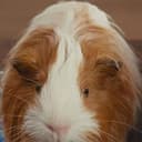 Carl