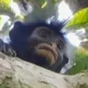 Likweli