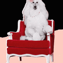 xdog